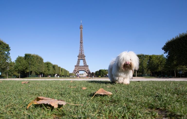 Best Destinations To Travel With Your Dog in France